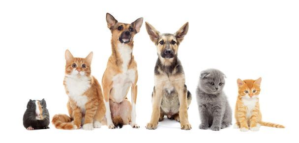 انتقال مالکیت حیوان خانگی